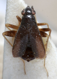 Orthonotus ponticus, AMNH PBI00159855