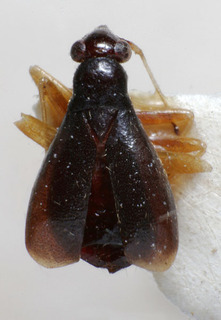 Orthonotus rossicus, AMNH PBI00160080