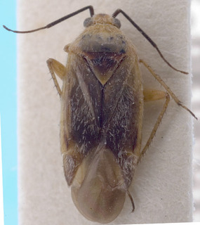 Phaeochiton alenae, AMNH PBI00222383