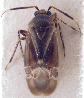 Phaeochiton caraganae, AMNH PBI00222425