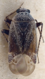 Phaeochiton caraganae, AMNH PBI00222427
