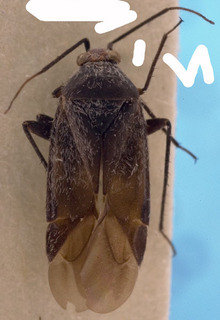 Phaeochiton caraganae, AMNH PBI00222448