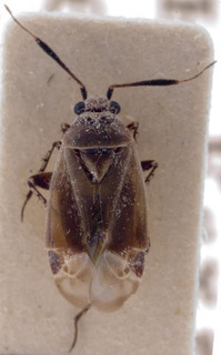 Phaeochiton caraganae, AMNH PBI00222464