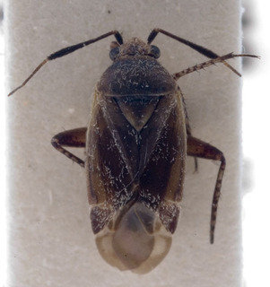 Phaeochiton caraganae, AMNH PBI00222470