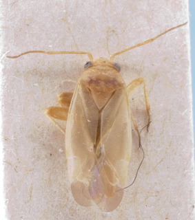 Phaeochiton ebulum, AMNH PBI00222231