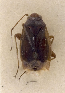 Phaeochiton ebulum, AMNH PBI00222325