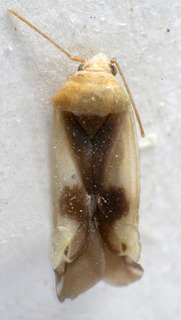 Reuteroscopus ornatus, AMNH PBI00159510