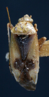 Reuteroscopus ornatus, AMNH PBI00159657