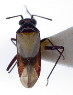 Auchenocrepis alboscutellata, AMNH PBI00226400