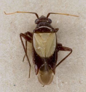 Auchenocrepis alboscutellata, AMNH PBI00226417
