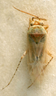 Badezorus ferdowsii, AMNH PBI00222924