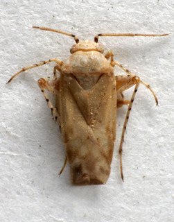Badezorus signaticornis, AMNH PBI00222940