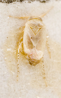 Campylomma acaciae, AMNH PBI00227731