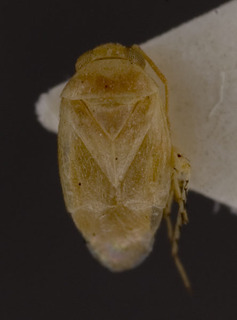 Campylomma acaciae, AMNH PBI00227778