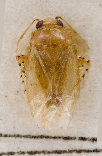 Campylomma annulicornis, AMNH PBI00226570