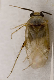 Campylomma annulicornis, AMNH PBI00226578