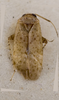 Campylomma artemisiae, AMNH PBI00227667