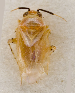 Campylomma diversicornis, AMNH PBI00227488