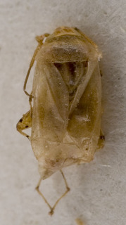 Campylomma incerta, AMNH PBI00227773