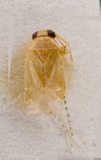 Campylomma indigena, AMNH PBI00226607