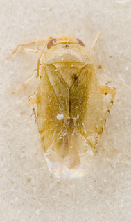 Campylomma livida, AMNH PBI00226608