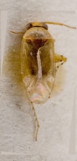 Campylomma livida, AMNH PBI00226611