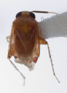 Campylomma marjorae, AMNH PBI00227739