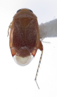 Campylomma marjorae, AMNH PBI00227784