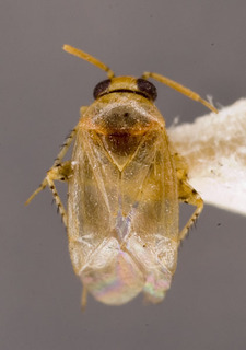 Campylomma nigronasuta, AMNH PBI00228610