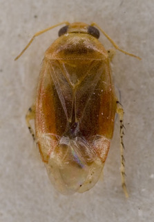 Campylomma nigronasuta, AMNH PBI00228678