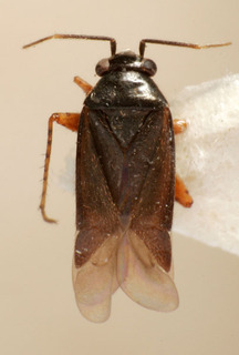 Chlamydatus drymophilus, AMNH PBI00225773