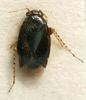 Chlamydatus eurotiae, AMNH PBI00226268