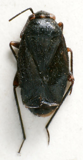 Chlamydatus nigripes, AMNH PBI00225609