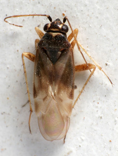 Eumecotarsus kiritshenkoi, AMNH PBI00223335