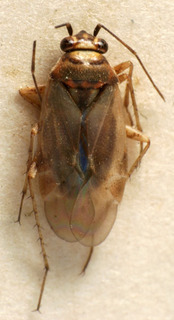 Eumecotarsus milidius, AMNH PBI00223718