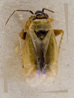 Maurodactylus albidus, AMNH PBI00228191