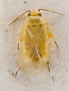 Maurodactylus albidus, AMNH PBI00228458