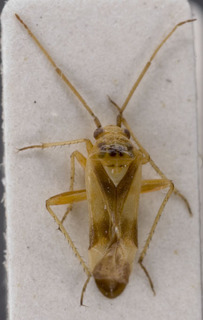 Megalodactylus macularubra, AMNH PBI00229539