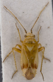Megalodactylus macularubra, AMNH PBI00229548