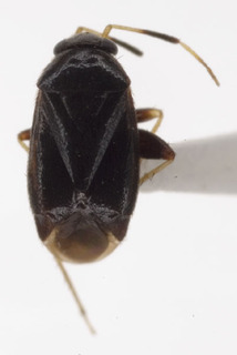 Sejanus breviniger, AMNH PBI00229492
