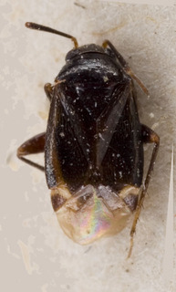 Sejanus niveoarcuatus, AMNH PBI00229462