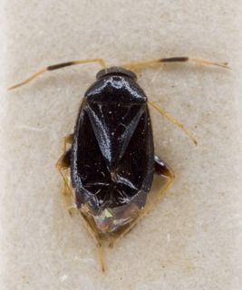Sejanus potanini, AMNH PBI00229425