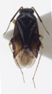 Sejanus potanini, AMNH PBI00229439