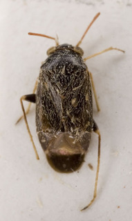 Sthenaropsis convolvuli, AMNH PBI00229283
