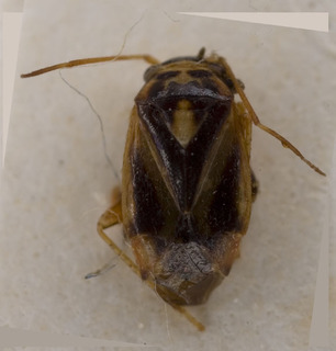 Sthenaropsis gobicus, AMNH PBI00229286