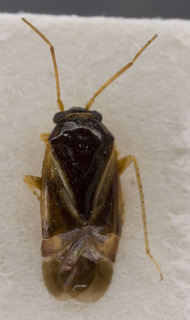 Sthenaropsis gobicus, AMNH PBI00229289