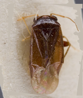 Sthenaropsis gracilicornis, AMNH PBI00229325