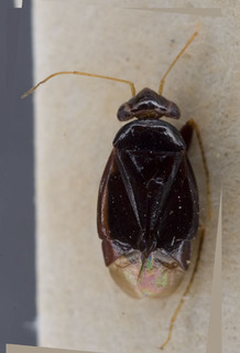 Sthenaropsis gracilicornis, AMNH PBI00229351