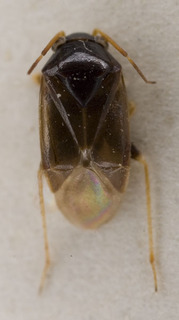 Sthenaropsis obscurus, AMNH PBI00229296