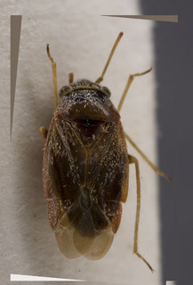 Sthenaropsis obscurus, AMNH PBI00229300